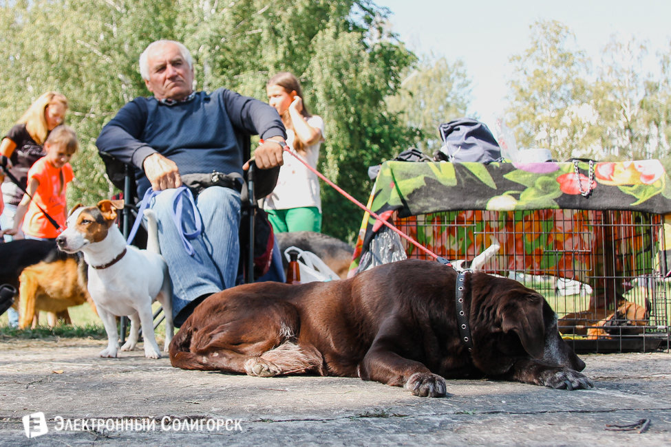 Выставка собак Солигорск