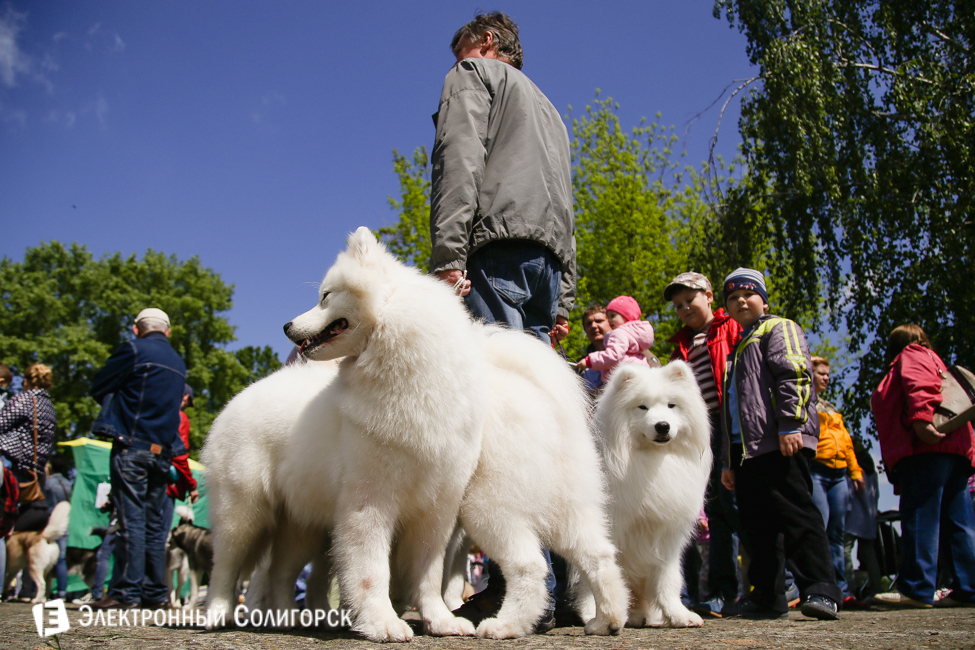 выставка собак в Солигорске