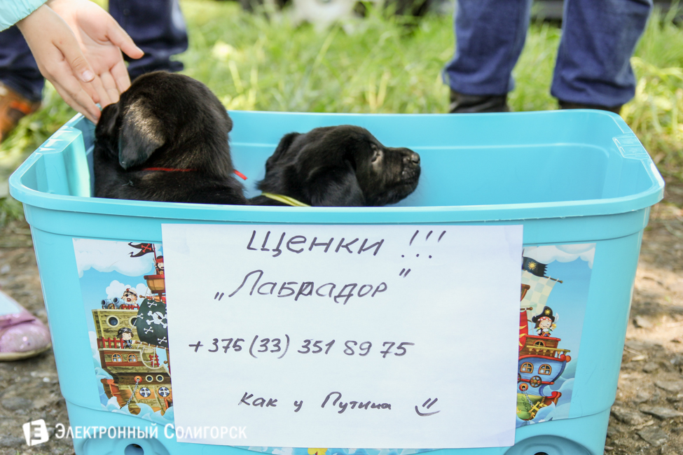 выставка собак в Солигорске