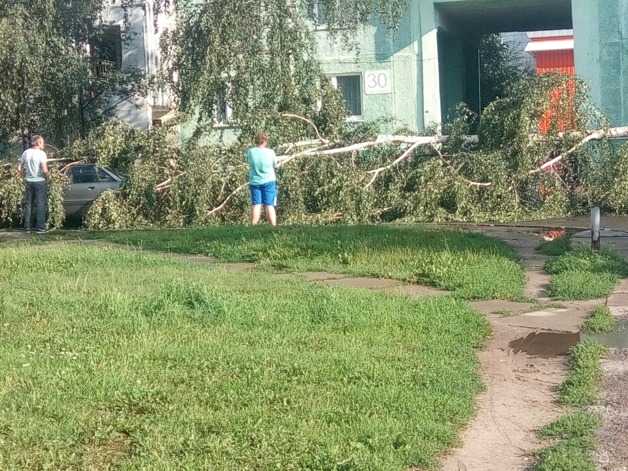 поваленное дерево Солигорск