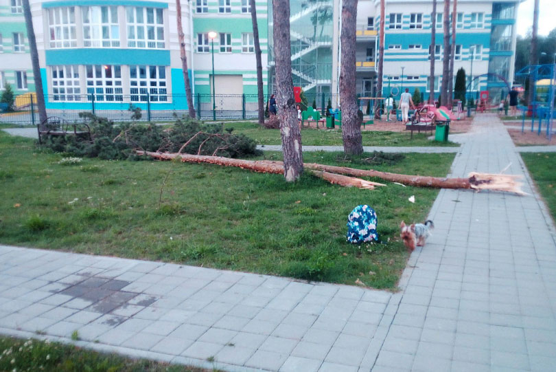 поваленное дерево Солигорск