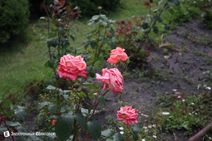 цветы розы Солигорск