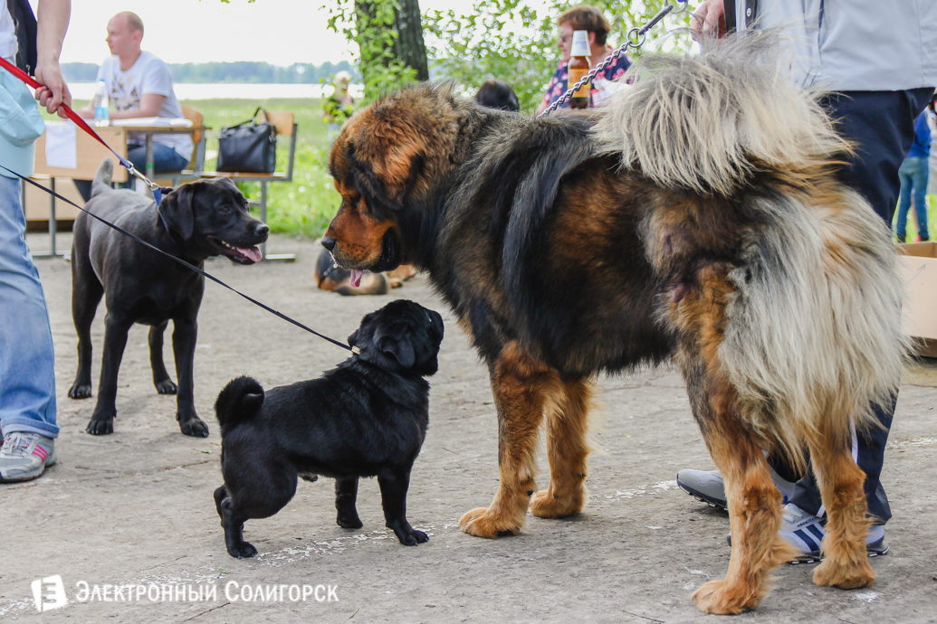 собаки выставка Солигорск