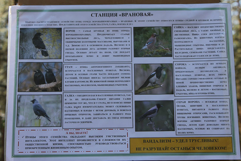 тропа Птицы нашего леса Солигорск