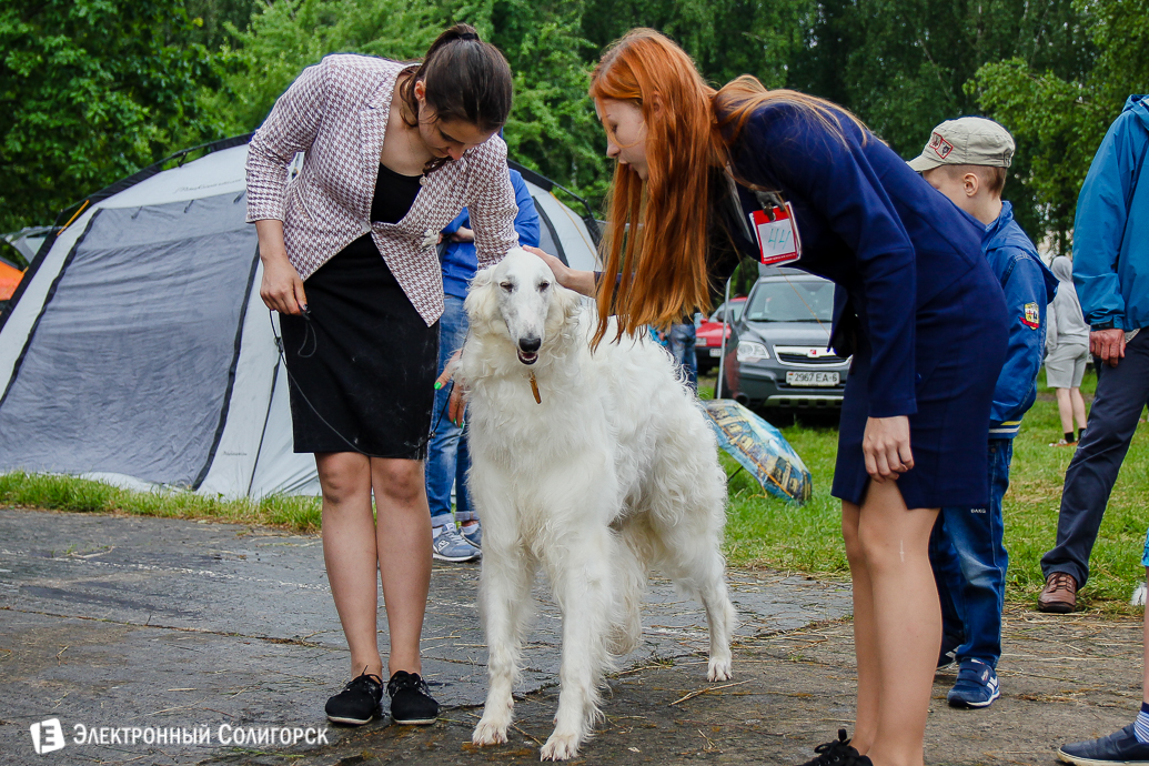 выставка собак Солигорск