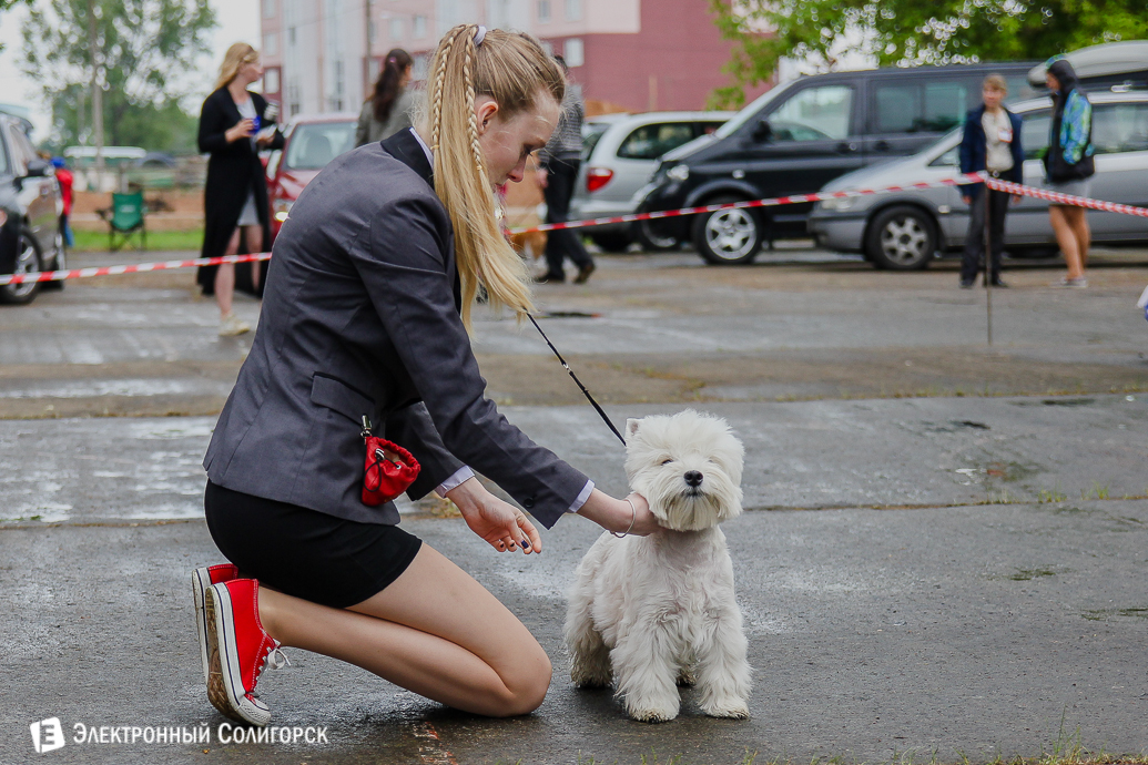 выставка собак Солигорск