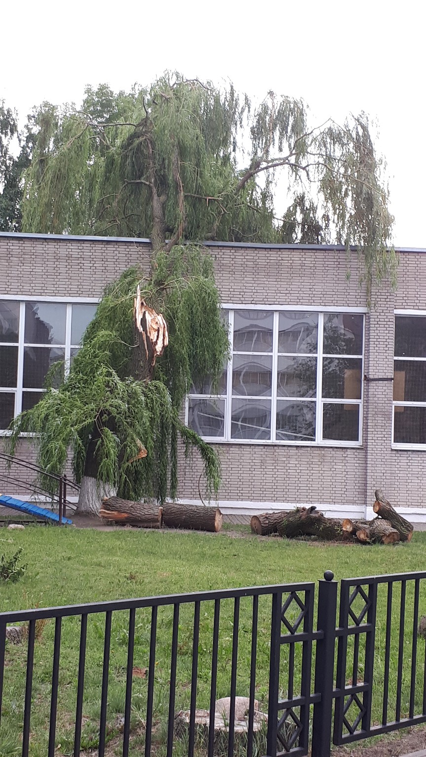 дерево упало солигорск