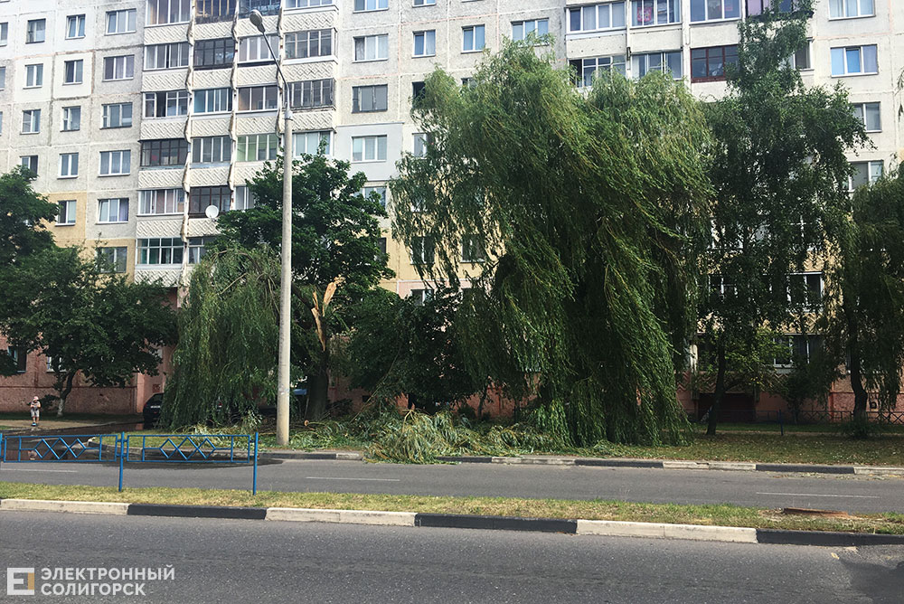 сломаное дерево Солигорск