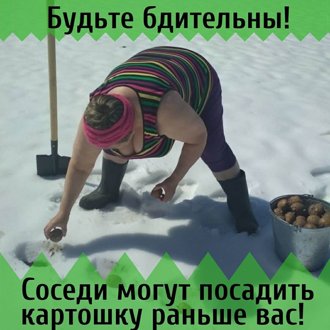 Картинка сажают картошку