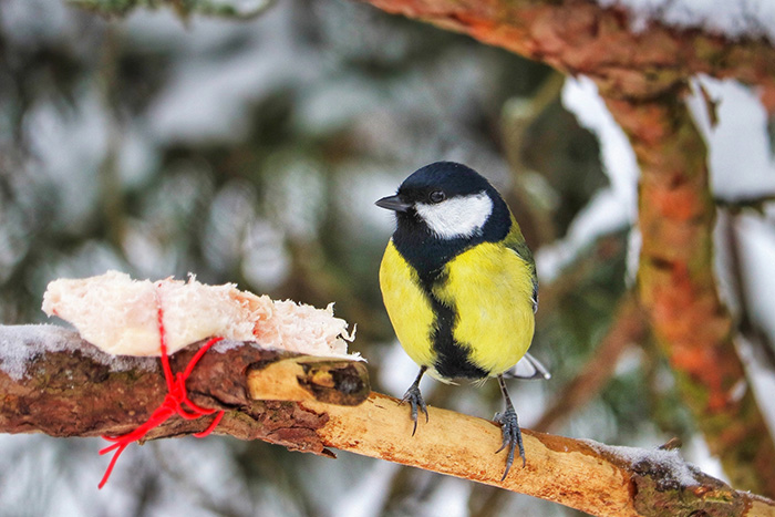Как солигорчане могут позаботиться о птицах зимой и не навредить?