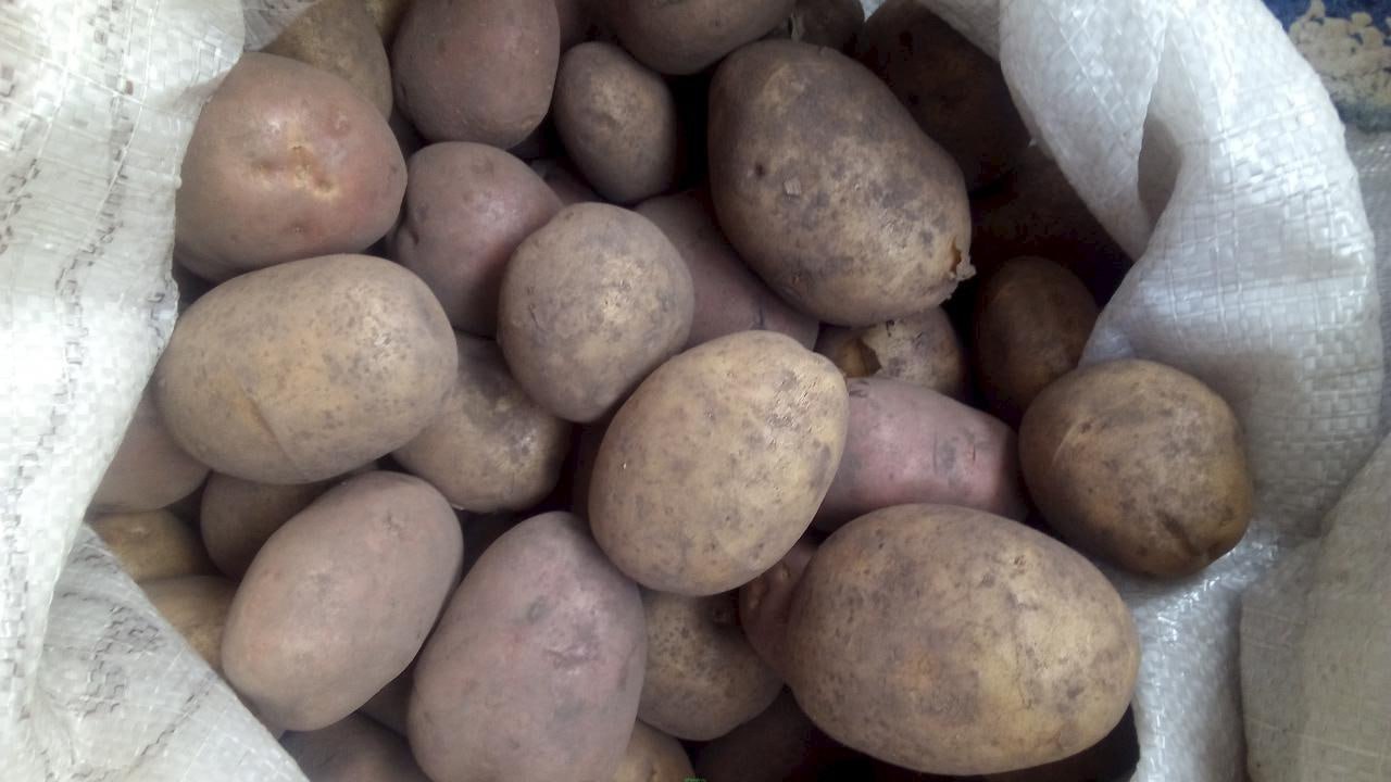 В Солигорском районе похитили картофель