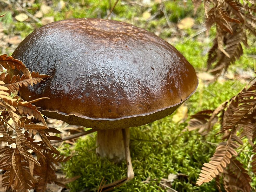 Есть ли в лесу грибы