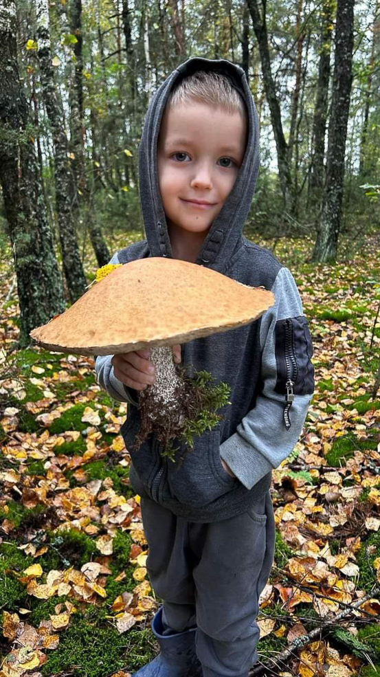Есть ли в лесу грибы