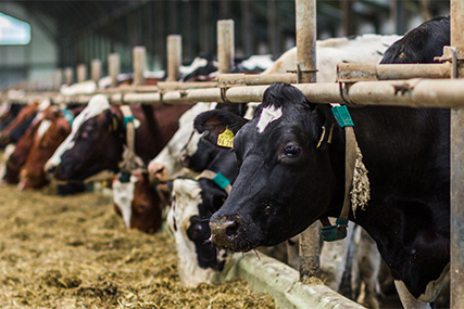 В Беларуси продавали "на мясо" туши из скотомогильников. В преступной схеме участвовали и ветеринарные врачи