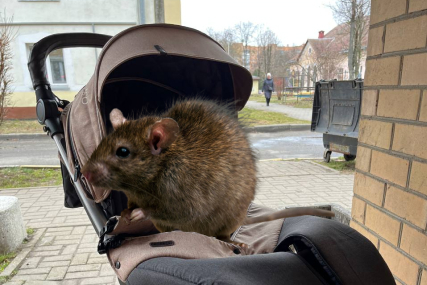 Неожиданно: солигорчанка обнаружила в коляске огромную крысу, которая полчаса бегала по ножкам дочки