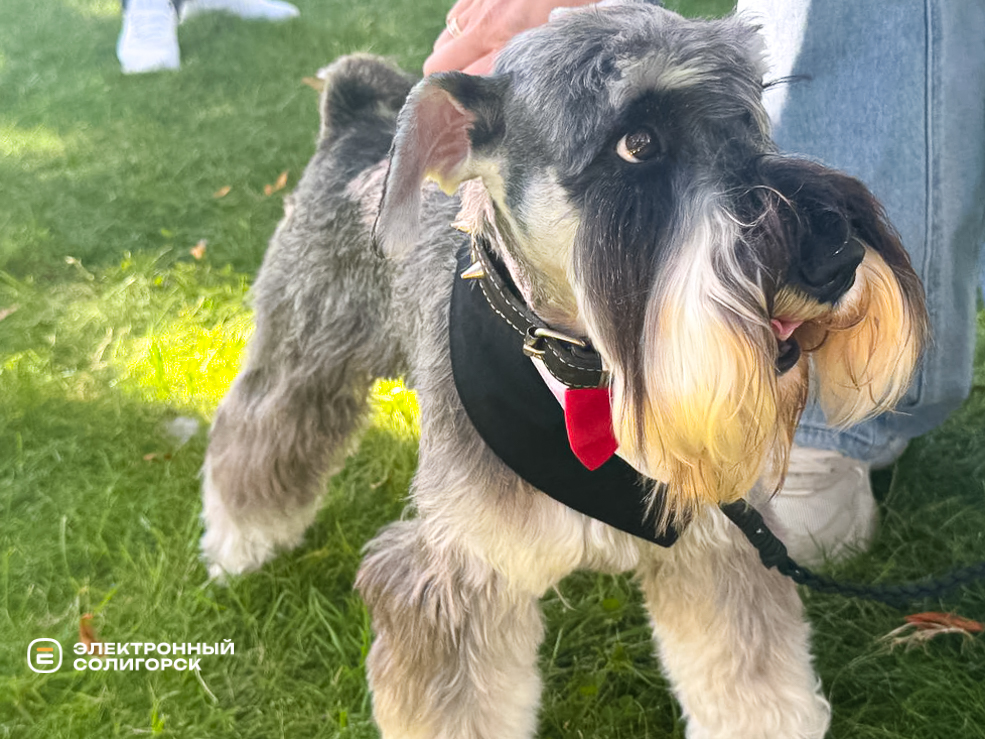 День города в Солигорске