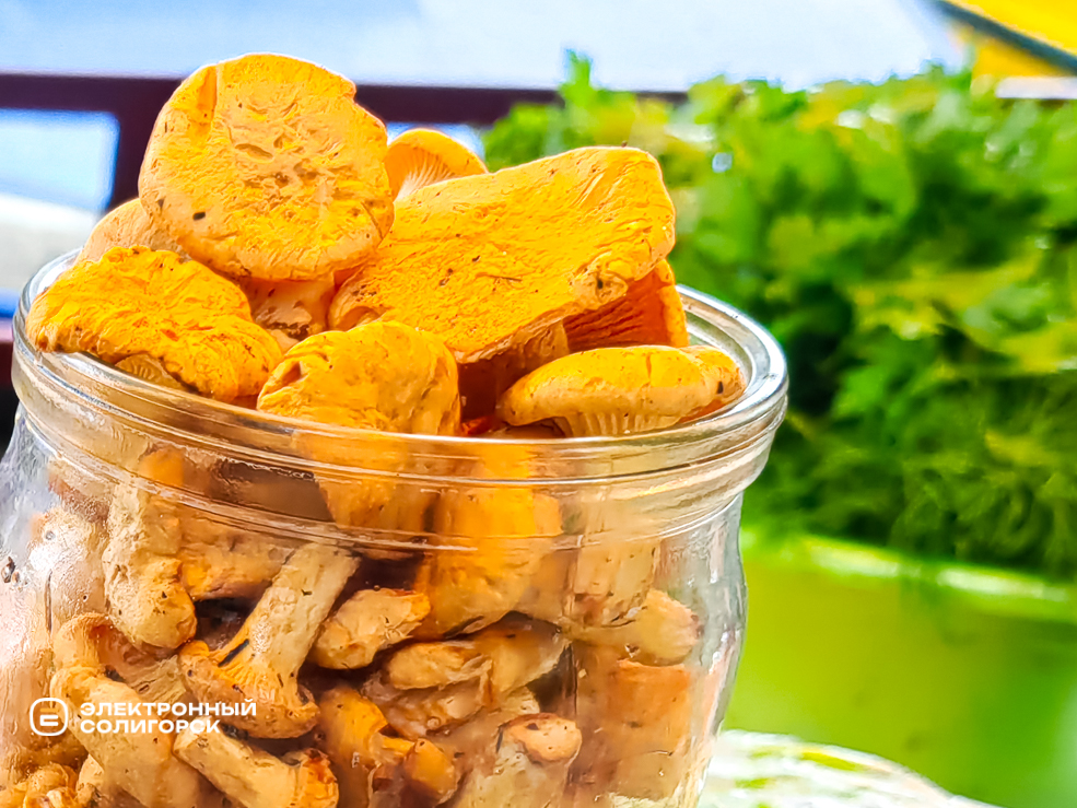 Солигорские грибники