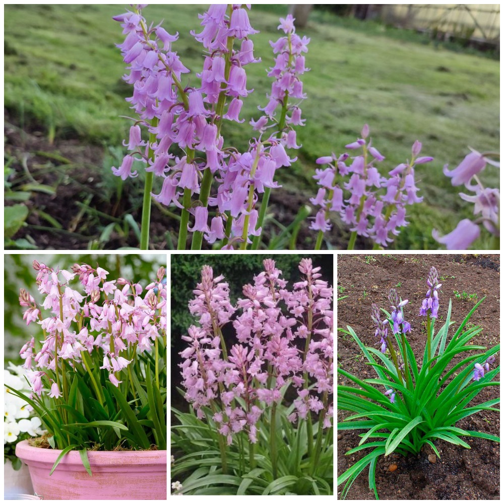 магазин декоративных растений Зелёный мир в Солигорске