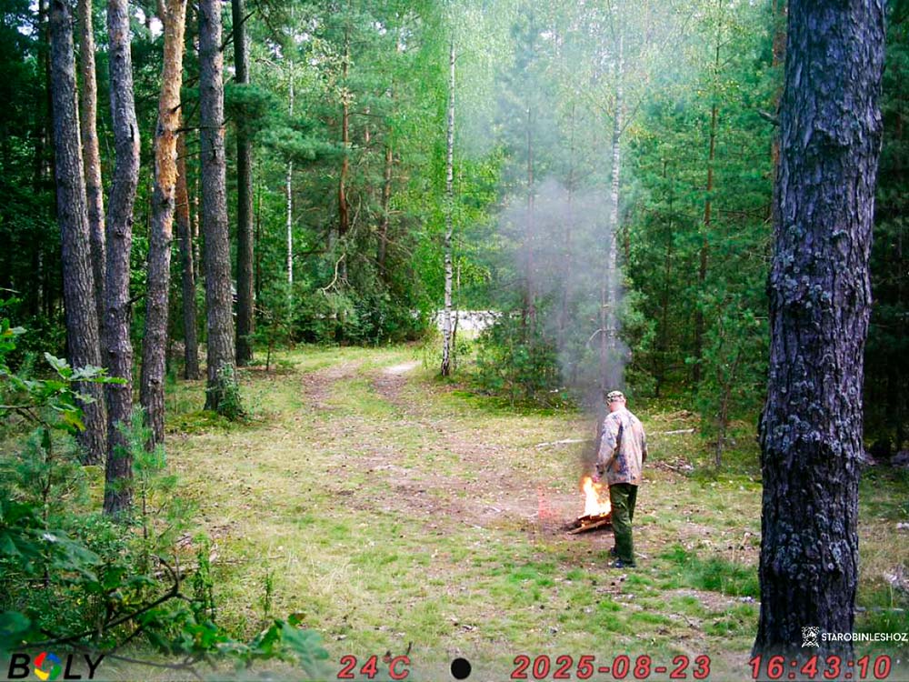 фотоловушка в старобинском лесу