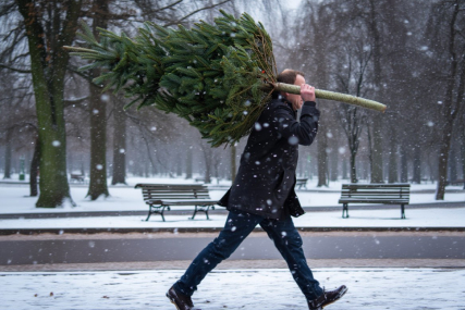 Где и когда в Солигорске можно будет купить живые ёлки?