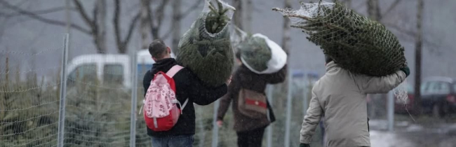 Где и когда в Солигорске можно будет купить живые ёлки?