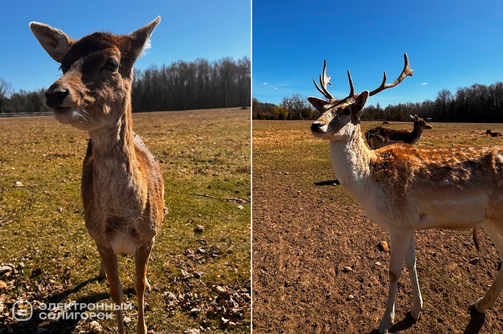 Оленеферма под Слуцком