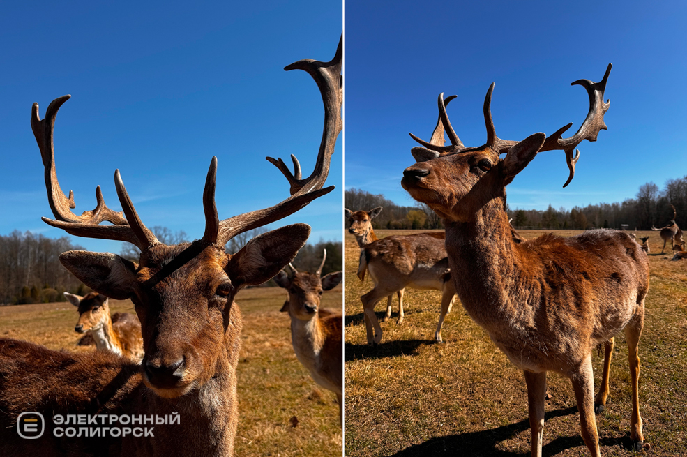 Оленеферма под Слуцком