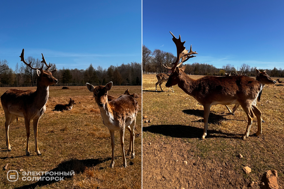 Оленеферма под Слуцком
