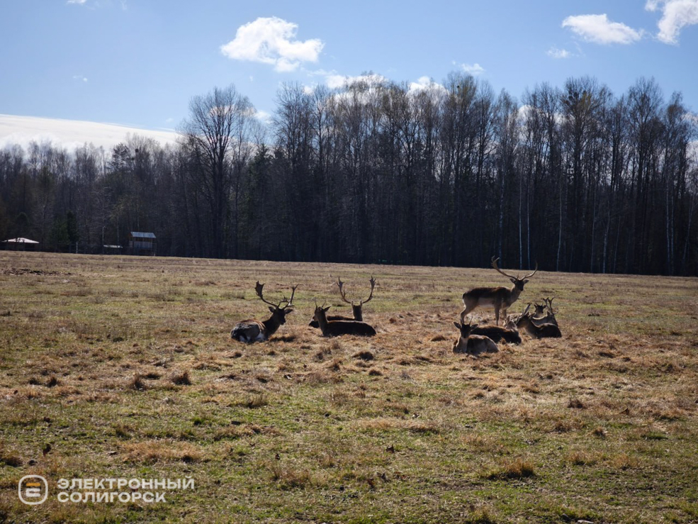 Оленеферма под Слуцком