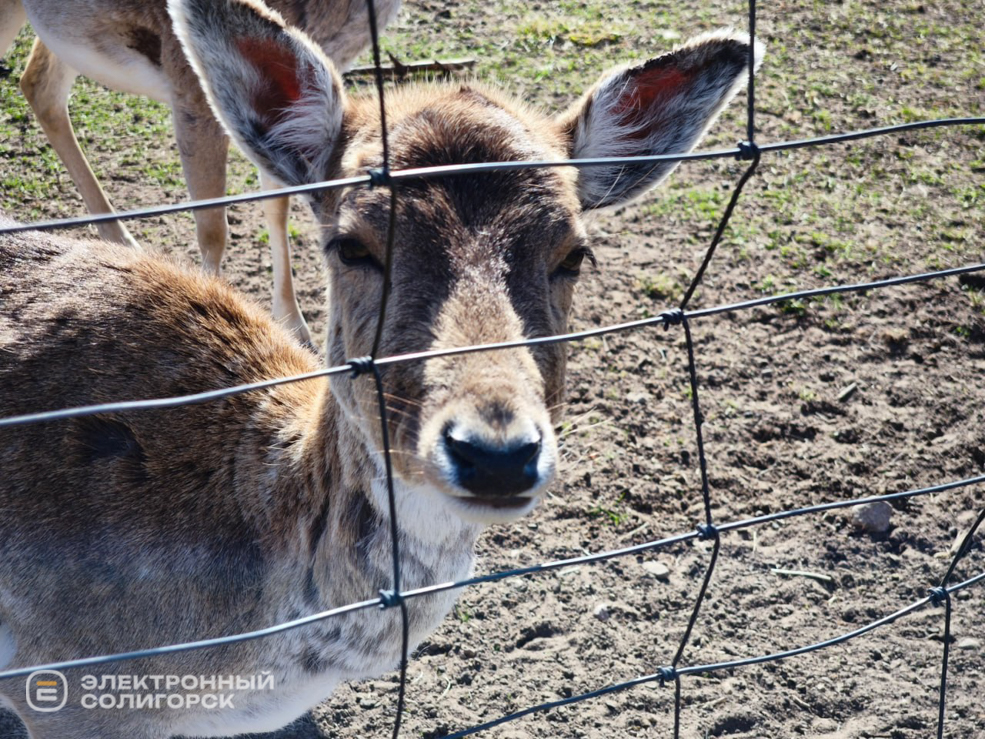 Оленеферма под Слуцком