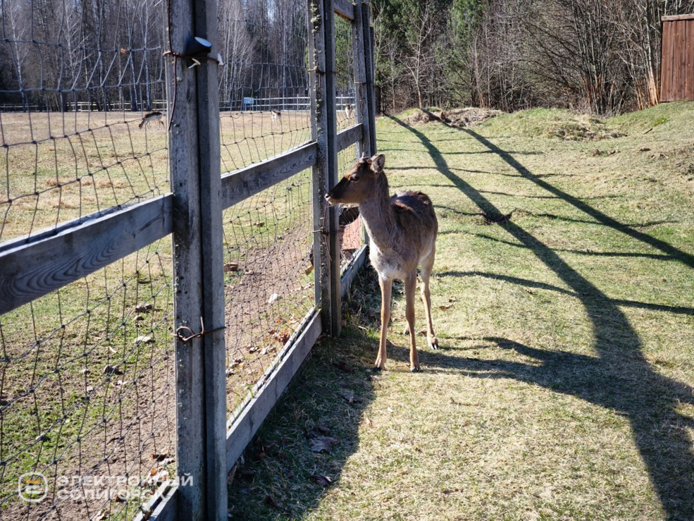 Оленеферма под Слуцком