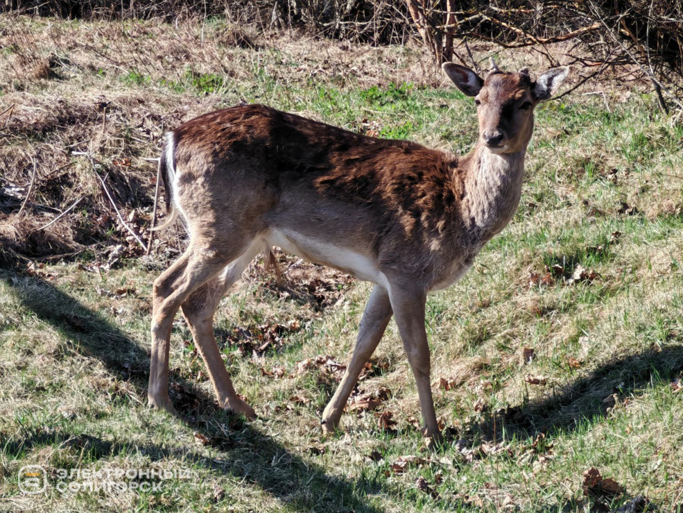 Оленеферма под Слуцком