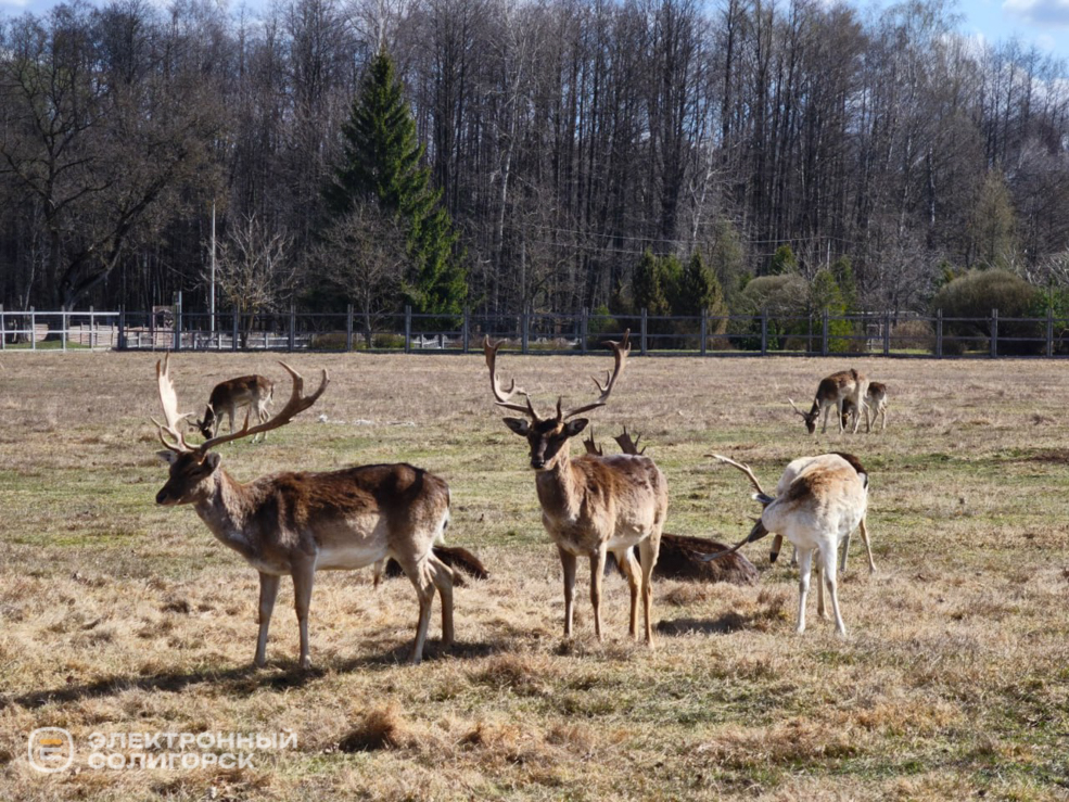 Оленеферма под Слуцком