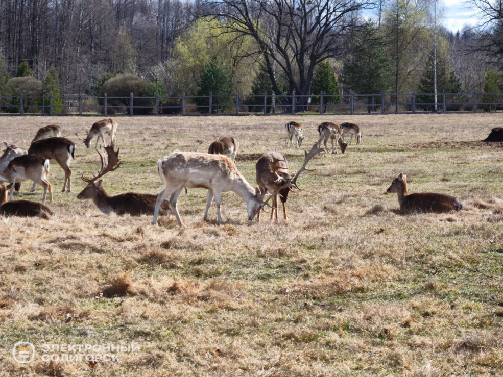 Оленеферма под Слуцком
