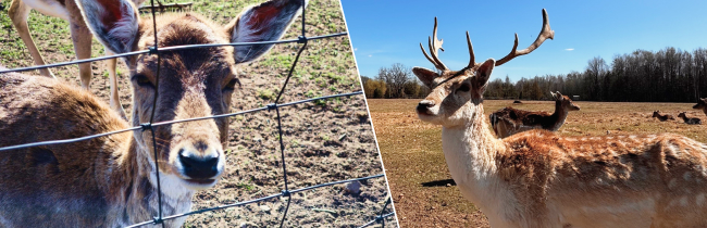 Бэмби под Слуцком: где увидеть европейских ланей и прогуляться по 200-летней аллее Радзивиллов
