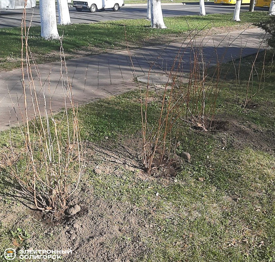 Озеленение в Солигорске, кусты и сосны высадили в Солигорске