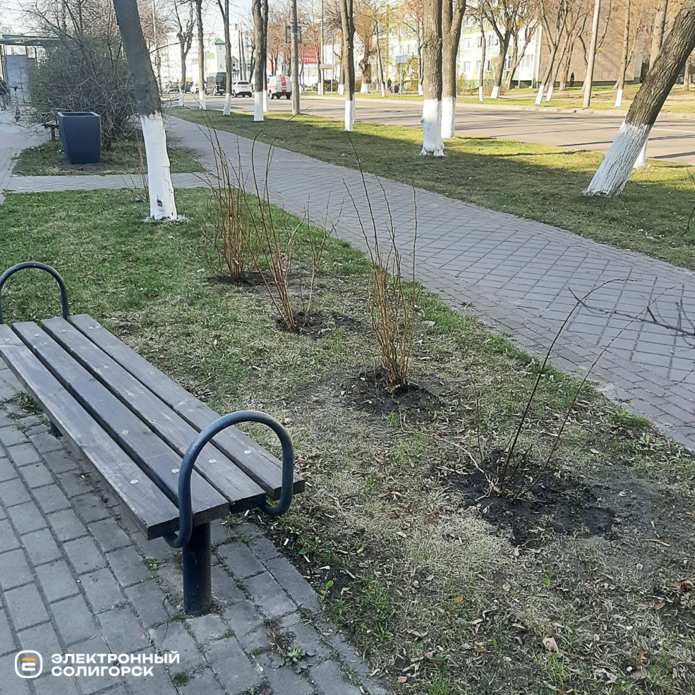 Озеленение в Солигорске, кусты и сосны высадили в Солигорске