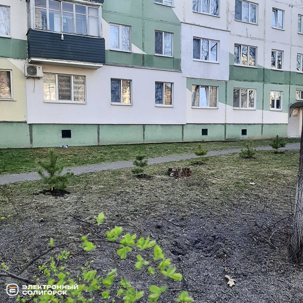 Озеленение в Солигорске, кусты и сосны высадили в Солигорске