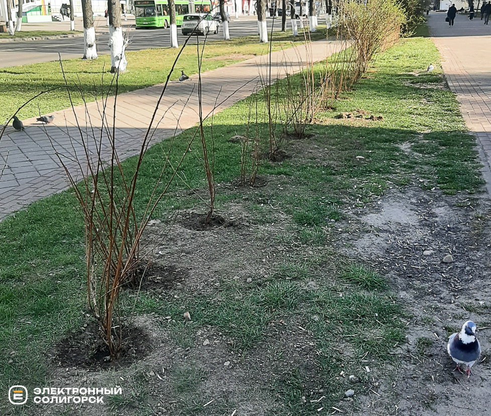 Озеленение в Солигорске, кусты и сосны высадили в Солигорске