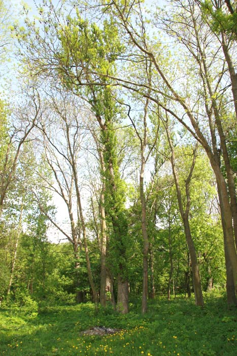 pagost 2 park 3389 1368613773 b3