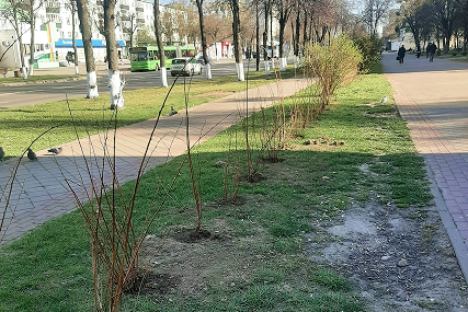 От форзиции до бегонии: озеленение города набирает обороты