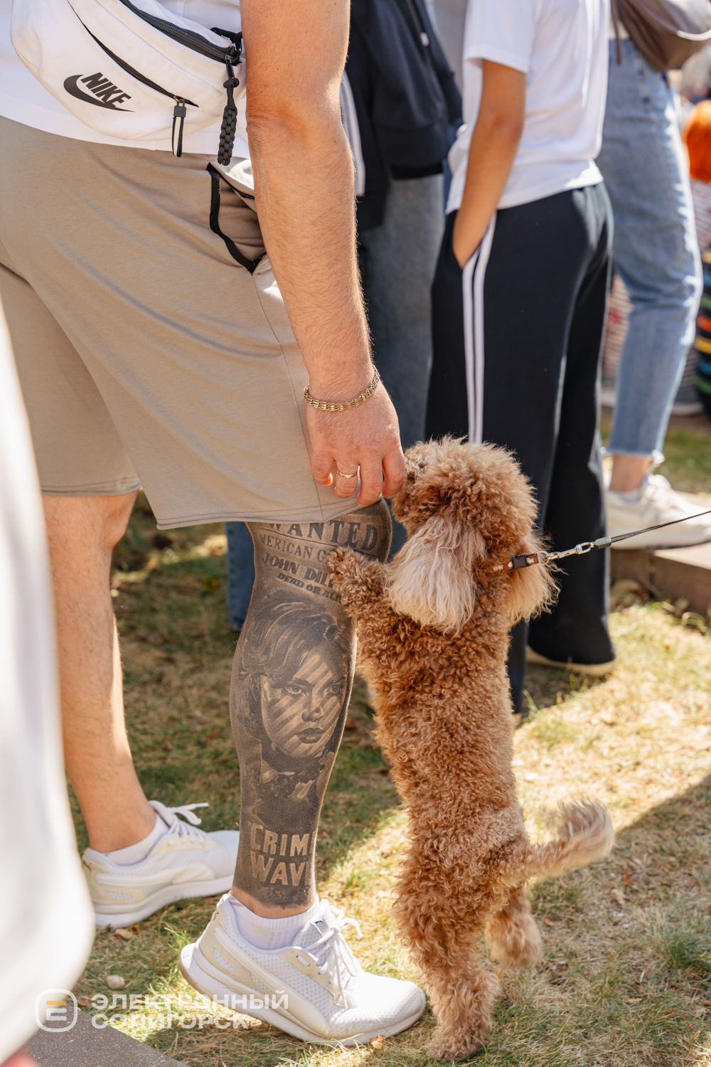 Дог-шоу в деньгорода в Солигорске