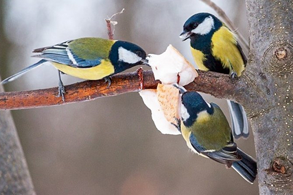 Тяжелые деньки: как помочь птицам пережить морозную зиму?