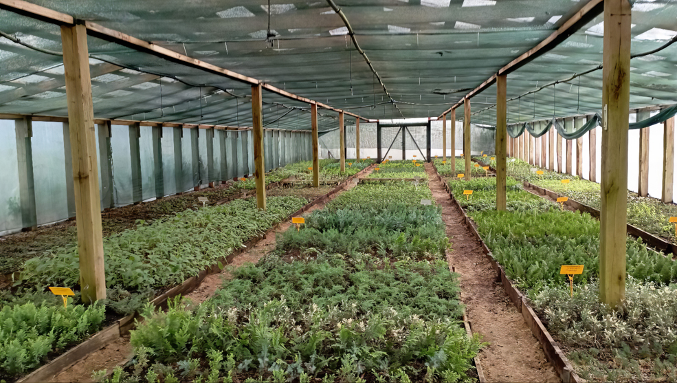 Любанский питомник