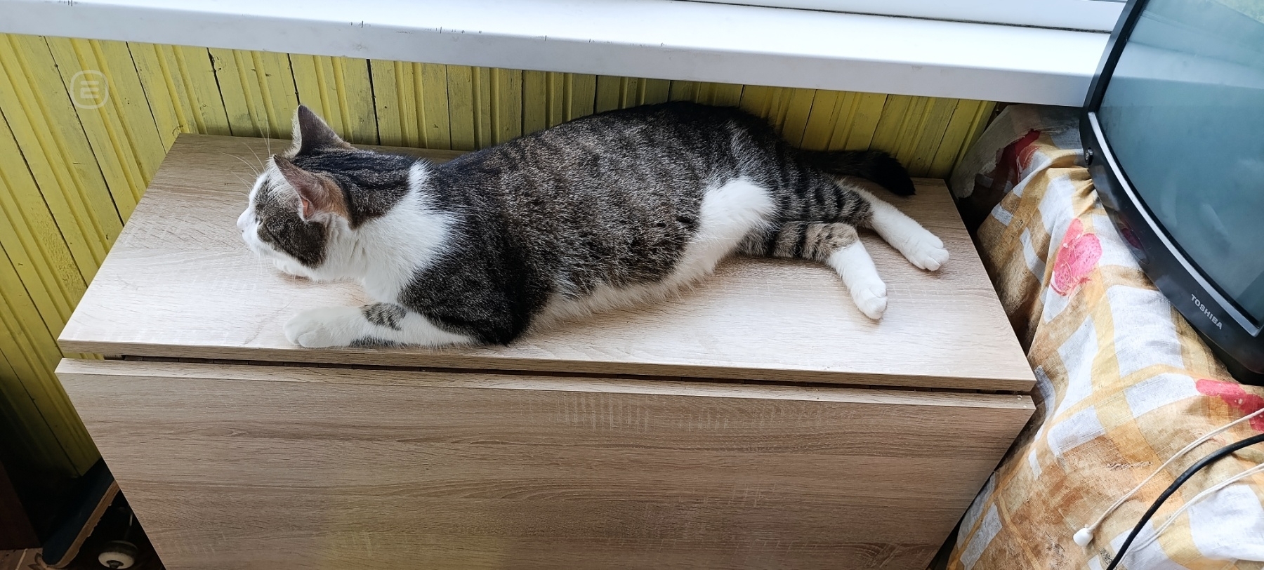 Кот виктор ищет дом