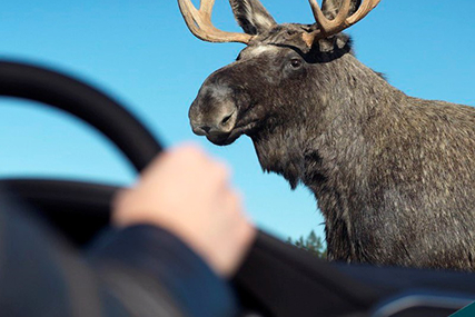 Не просто стресс: что делать, если на дорогу выбежал лось