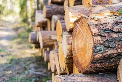 От 3 копеек за кубометр: самый дешёвый способ запастись дровами