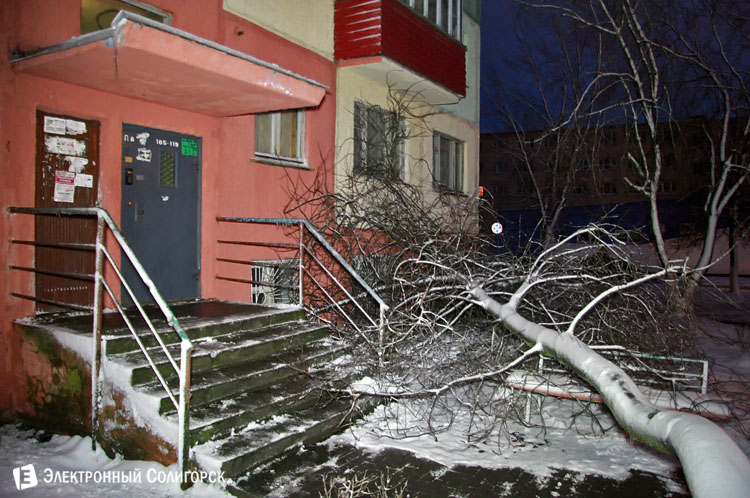 Дерево упало в Солигорске