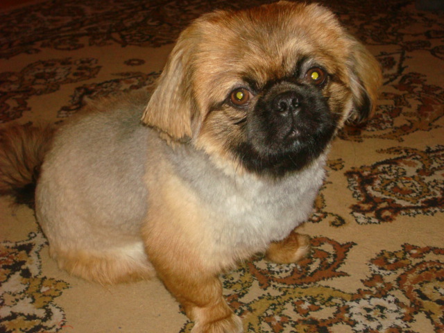 раф подстрижен.JPG